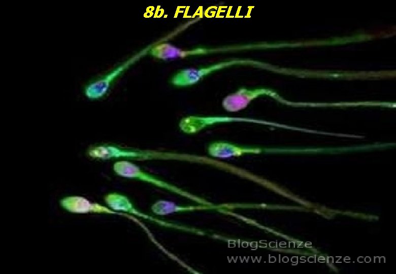 8 b. FLAGELLI 