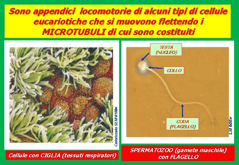 Sono appendici locomotorie di alcuni tipi di cellule eucariotiche si muovono flettendo i MICROTUBULI