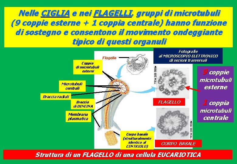 Nelle CIGLIA e nei FLAGELLI, gruppi di microtubuli (9 coppie esterne + 1 coppia