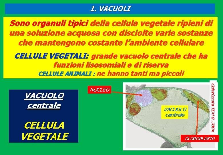 1. VACUOLI Sono organuli tipici della cellula vegetale ripieni di una soluzione acquosa con