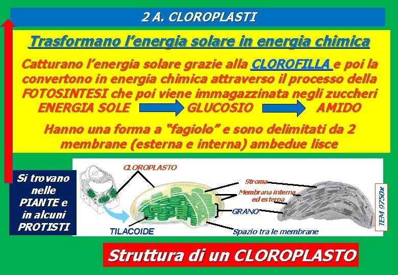 2 A. CLOROPLASTI Trasformano l’energia solare in energia chimica Catturano l’energia solare grazie alla