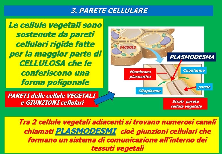 3. PARETE CELLULARE Le cellule vegetali sono sostenute da pareti cellulari rigide fatte per