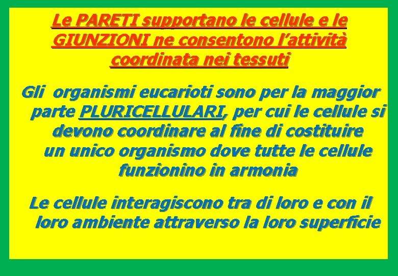 Le PARETI supportano le cellule e le GIUNZIONI ne consentono l’attività coordinata nei tessuti