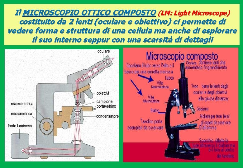 Il MICROSCOPIO OTTICO COMPOSTO (LM: Light Microscope) costituito da 2 lenti (oculare e obiettivo)