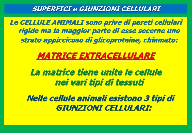 SUPERFICI e GIUNZIONI CELLULARI Le CELLULE ANIMALI sono prive di pareti cellulari rigide ma