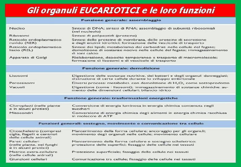 Gli organuli EUCARIOTICI e le loro funzioni 