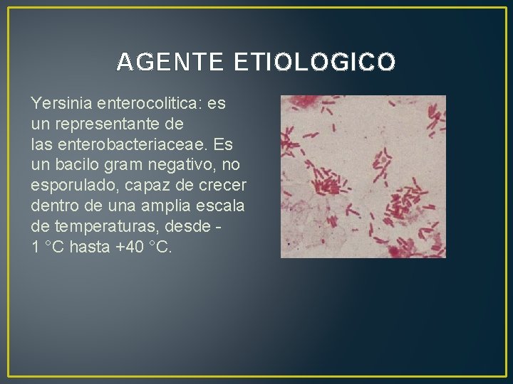 AGENTE ETIOLOGICO Yersinia enterocolitica: es un representante de las enterobacteriaceae. Es un bacilo gram