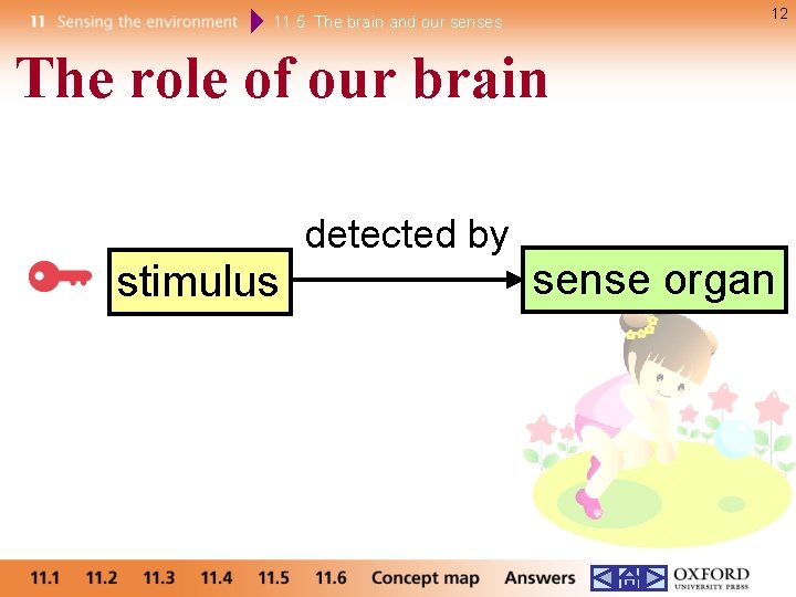 12 11. 5 The brain and our senses The role of our brain detected
