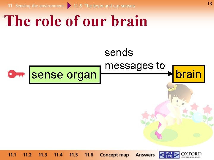 13 11. 5 The brain and our senses The role of our brain sense