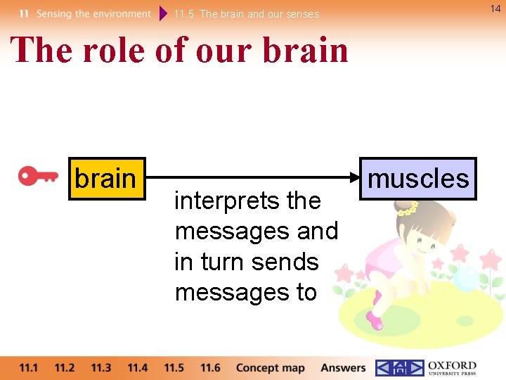 14 11. 5 The brain and our senses The role of our brain interprets