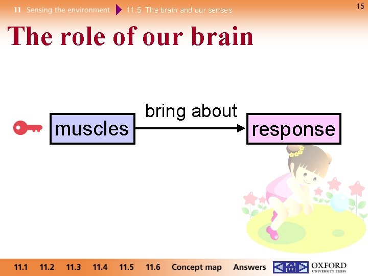 15 11. 5 The brain and our senses The role of our brain muscles