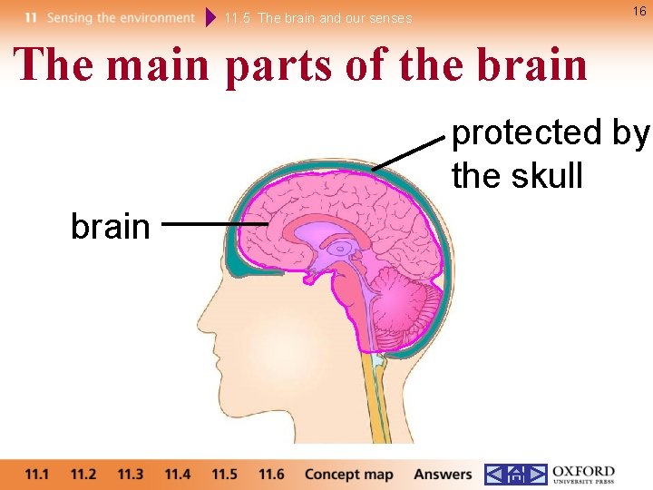 16 11. 5 The brain and our senses The main parts of the brain