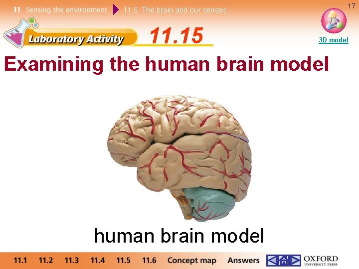 17 11. 5 The brain and our senses 11. 15 3 D model Examining