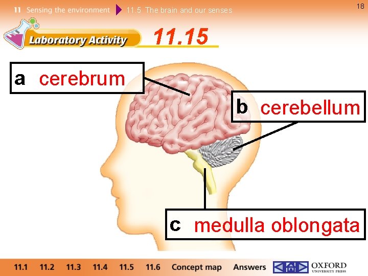 11. 5 The brain and our senses 18 11. 15 a cerebrum b cerebellum