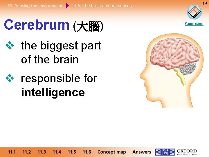 11. 5 The brain and our senses Cerebrum (大腦) the biggest part of the