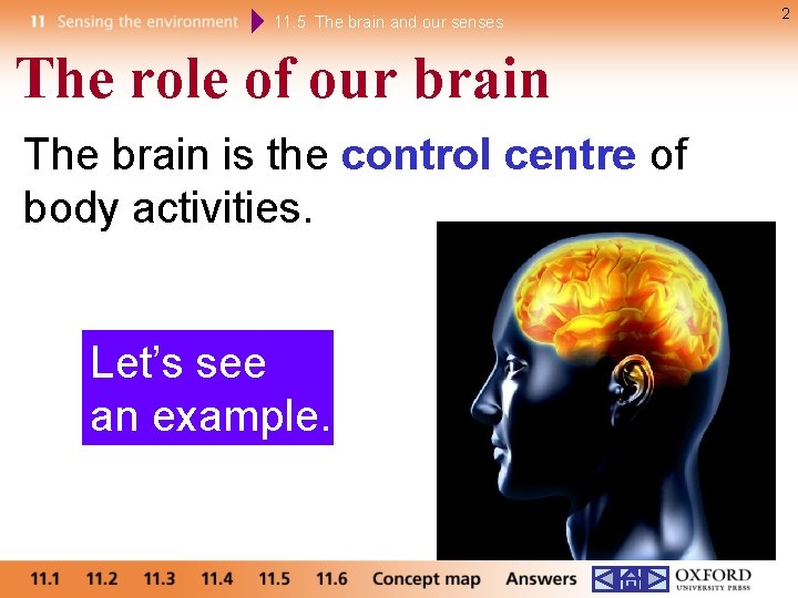 11. 5 The brain and our senses The role of our brain The brain