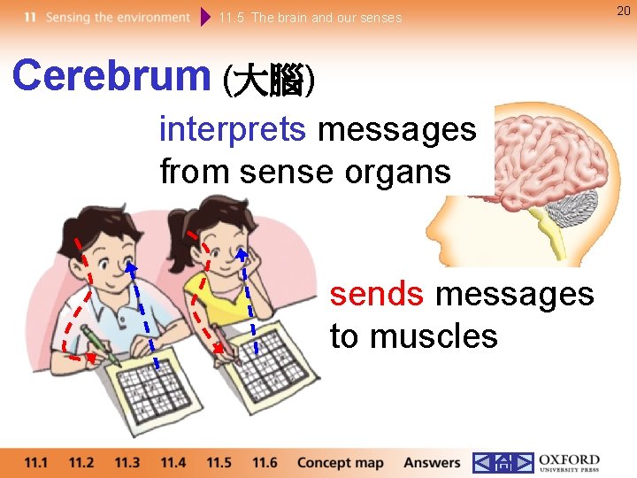 11. 5 The brain and our senses Cerebrum (大腦) interprets messages from sense organs
