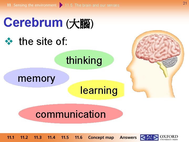 11. 5 The brain and our senses Cerebrum (大腦) the site of: thinking memory