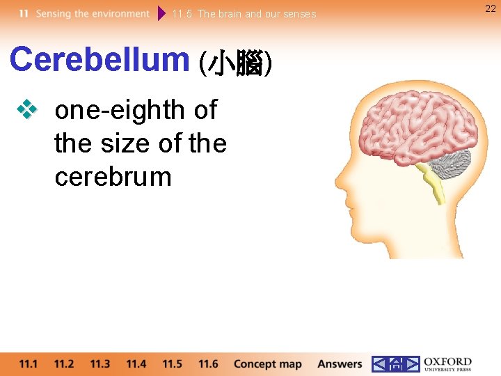 11. 5 The brain and our senses Cerebellum (小腦) one-eighth of the size of