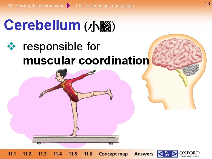 11. 5 The brain and our senses Cerebellum (小腦) responsible for muscular coordination 23