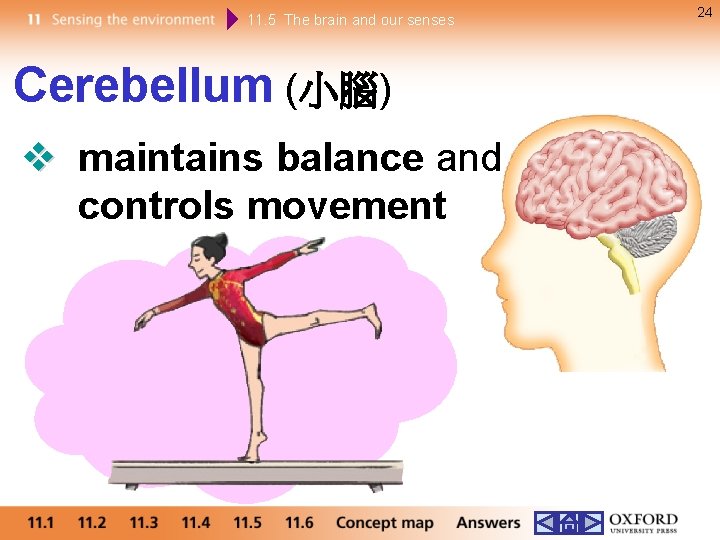 11. 5 The brain and our senses Cerebellum (小腦) maintains balance and controls movement