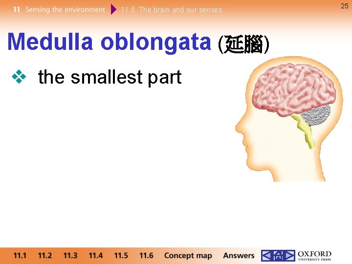 11. 5 The brain and our senses Medulla oblongata (延腦) the smallest part 25