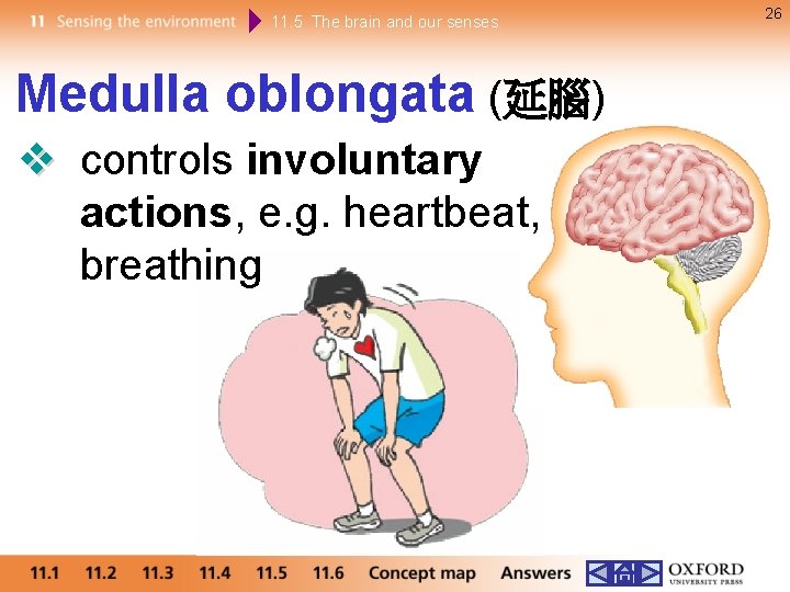 11. 5 The brain and our senses Medulla oblongata (延腦) controls involuntary actions, e.