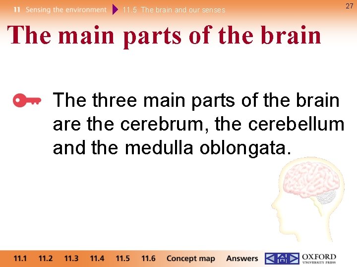 11. 5 The brain and our senses The main parts of the brain The