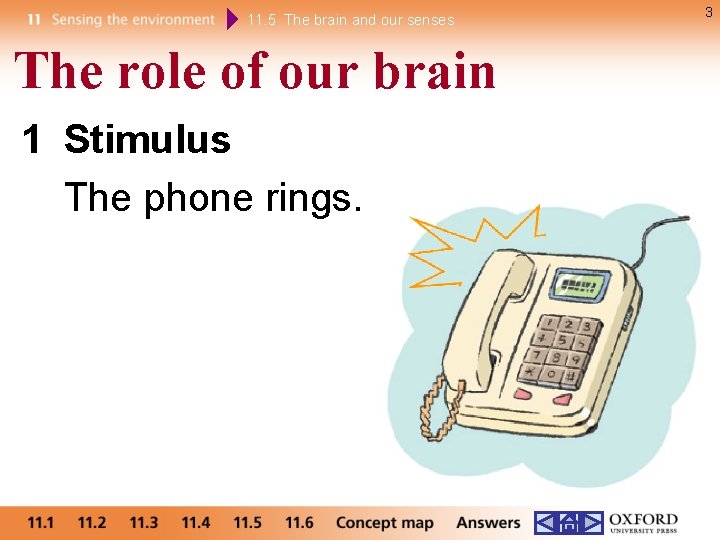 11. 5 The brain and our senses The role of our brain 1 Stimulus