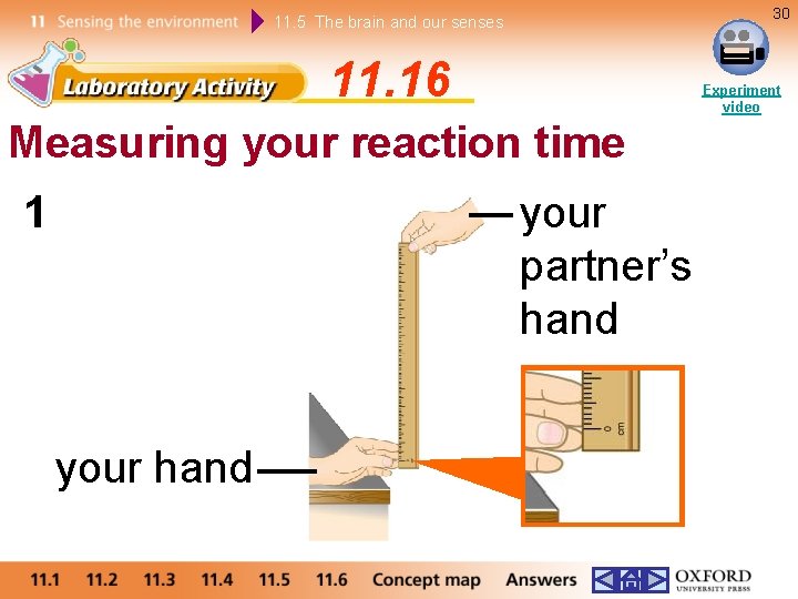 30 11. 5 The brain and our senses 11. 16 Experiment video Measuring your