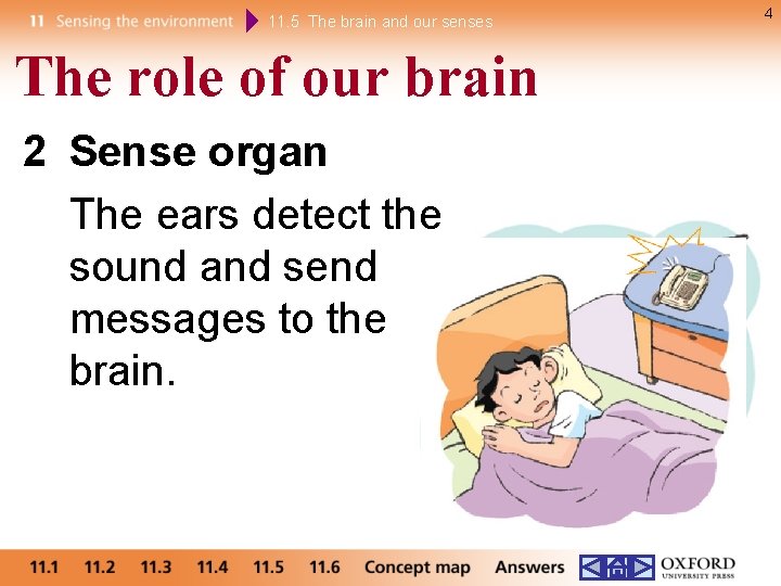 11. 5 The brain and our senses The role of our brain 2 Sense