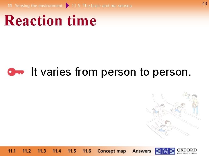 11. 5 The brain and our senses Reaction time It varies from person to