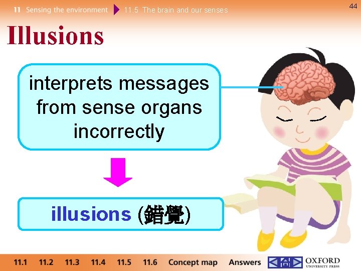 11. 5 The brain and our senses Illusions interprets messages from sense organs incorrectly