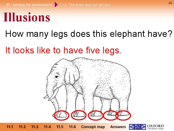 11. 5 The brain and our senses 46 Illusions How many legs does this