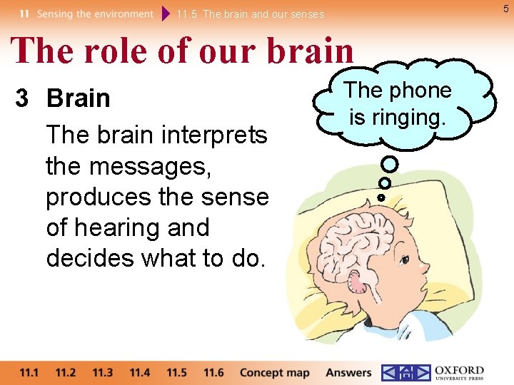 5 11. 5 The brain and our senses The role of our brain 3