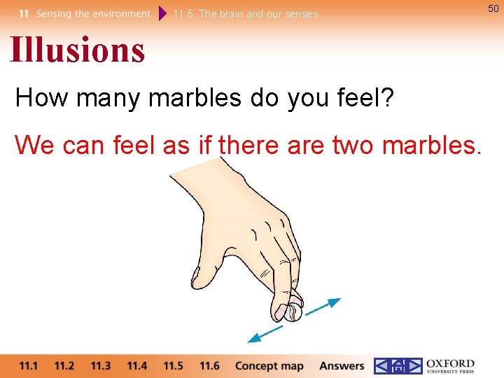 11. 5 The brain and our senses Illusions How many marbles do you feel?