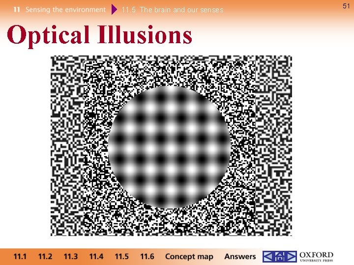 11. 5 The brain and our senses Optical Illusions 51 