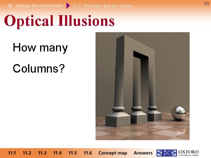 11. 5 The brain and our senses Optical Illusions How many Columns? 53 