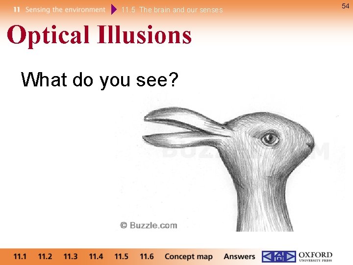 11. 5 The brain and our senses Optical Illusions What do you see? 54