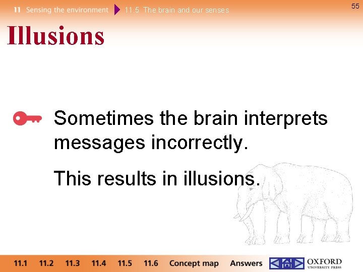 11. 5 The brain and our senses Illusions Sometimes the brain interprets messages incorrectly.