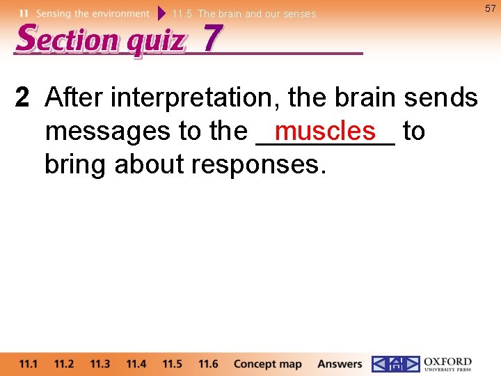 11. 5 The brain and our senses 7 2 After interpretation, the brain sends