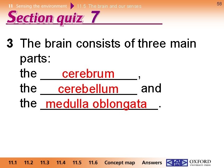 11. 5 The brain and our senses 7 3 The brain consists of three