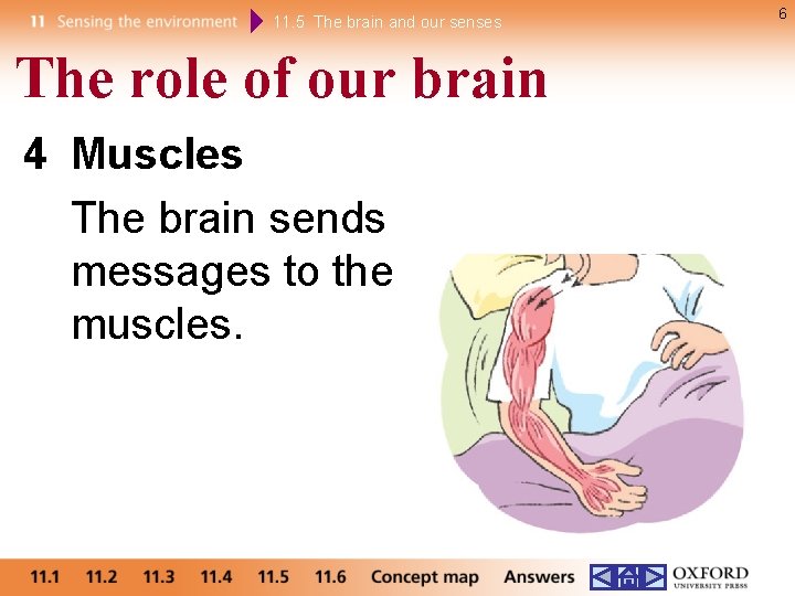 11. 5 The brain and our senses The role of our brain 4 Muscles