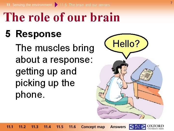 7 11. 5 The brain and our senses The role of our brain 5