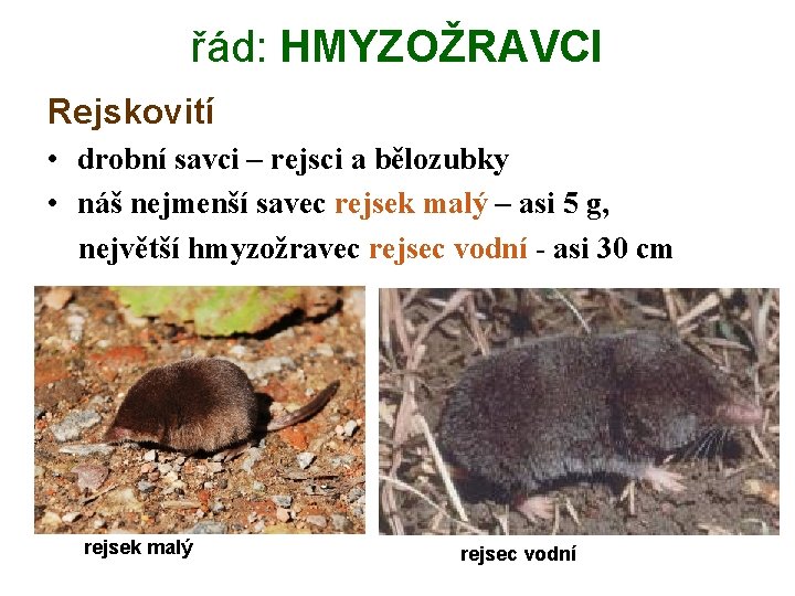 řád: HMYZOŽRAVCI Rejskovití • drobní savci – rejsci a bělozubky • náš nejmenší savec