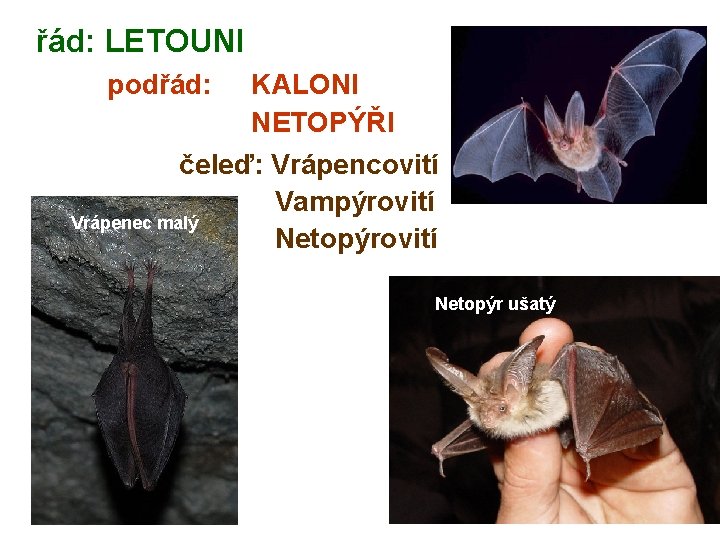 řád: LETOUNI podřád: KALONI NETOPÝŘI čeleď: Vrápencovití Vampýrovití Vrápenec malý Netopýrovití Netopýr ušatý 