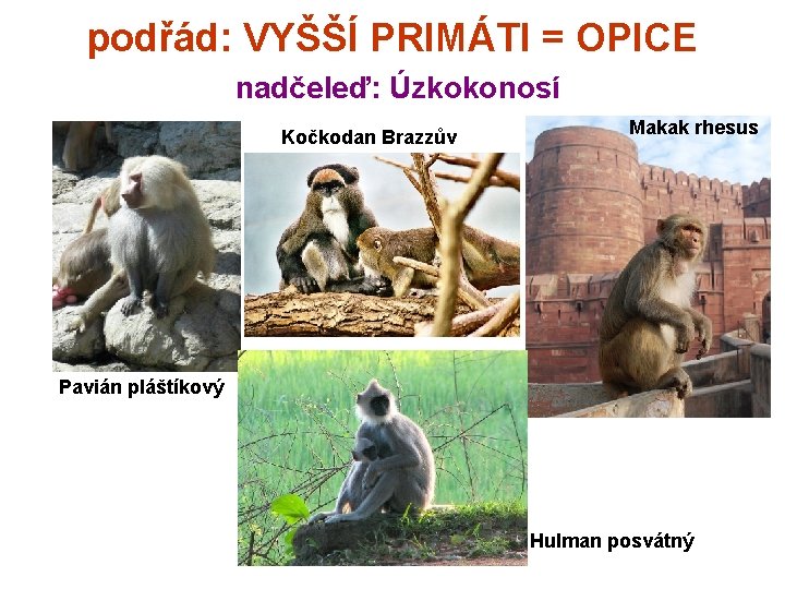 podřád: VYŠŠÍ PRIMÁTI = OPICE nadčeleď: Úzkokonosí Kočkodan Brazzův Makak rhesus Pavián pláštíkový Hulman