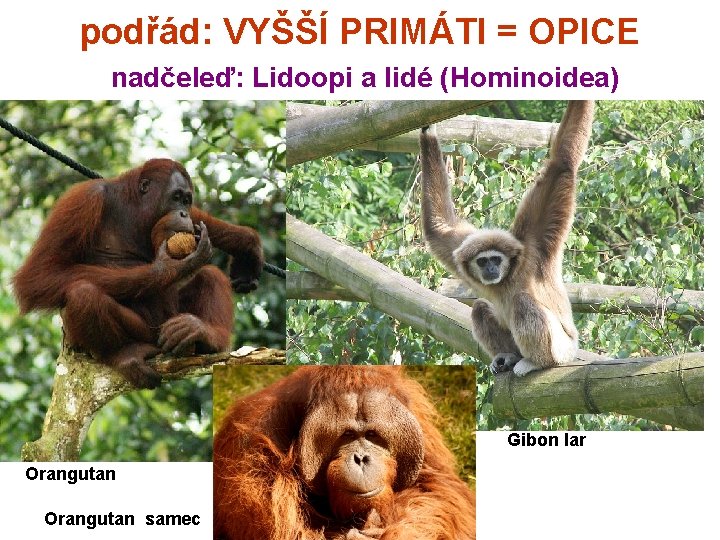 podřád: VYŠŠÍ PRIMÁTI = OPICE nadčeleď: Lidoopi a lidé (Hominoidea) Gibon lar Orangutan samec