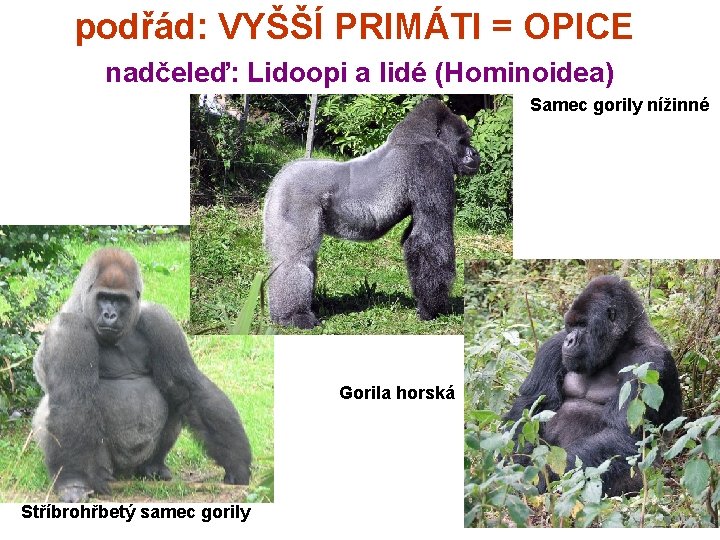 podřád: VYŠŠÍ PRIMÁTI = OPICE nadčeleď: Lidoopi a lidé (Hominoidea) Samec gorily nížinné Gorila