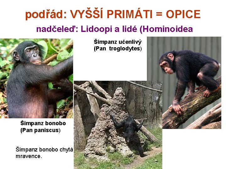 podřád: VYŠŠÍ PRIMÁTI = OPICE nadčeleď: Lidoopi a lidé (Hominoidea Šimpanz učenlivý (Pan troglodytes)